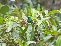 Chlorochrysa calliparaea