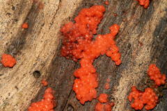 Tulasnella aurantiaca