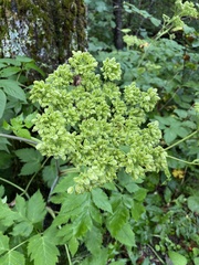 Angelica triquinata