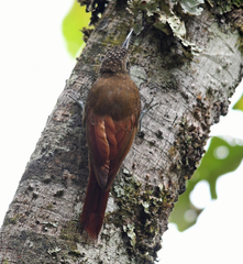 Xiphorhynchus triangularis