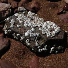 Semibalanus balanoides