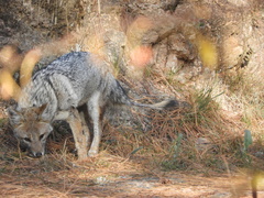 Lycalopex gymnocercus