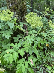 Angelica triquinata