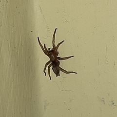 Scotophaeus blackwalli