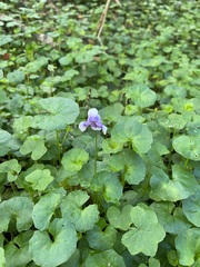 Viola banksii