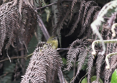 Phylloscartes ventralis