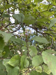 Cornus drummondii