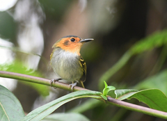 Poecilotriccus plumbeiceps