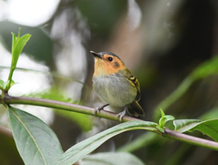 Poecilotriccus plumbeiceps