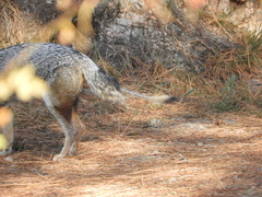 Lycalopex gymnocercus