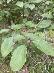 Cornus drummondii