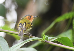 Poecilotriccus plumbeiceps