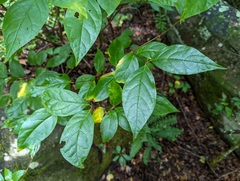 Calycanthus floridus