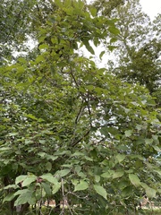 Cornus drummondii