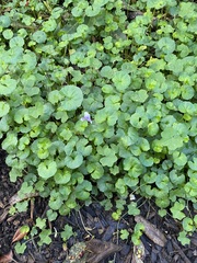 Viola banksii