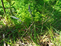 Caesia calliantha
