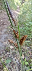 Carex flacca