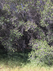 Quercus wislizeni frutescens