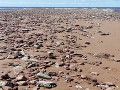 Semibalanus balanoides