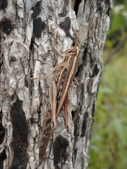 Schistocerca americana