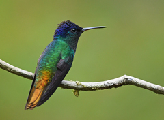 Chrysuronia oenone
