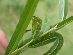 Aculus