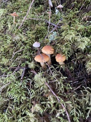 Cortinarius