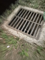 Thamnophis marcianus