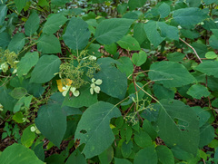 Hydrangea arborescens