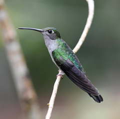 Campylopterus largipennis