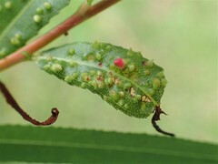 Aculus