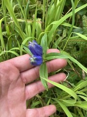 Gentiana linearis