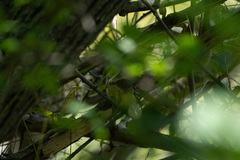 Cardellina canadensis