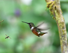 Calliphlox amethystina
