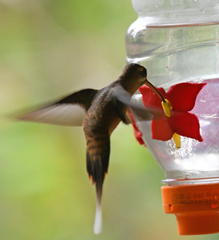 Phaethornis koepckeae