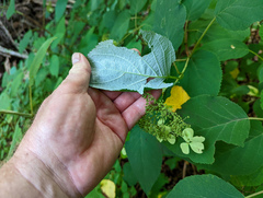 Hydrangea arborescens