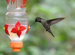 Heliomaster longirostris