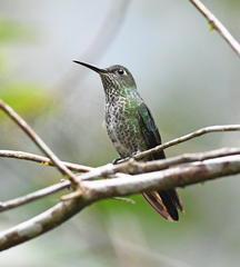 Taphrospilus hypostictus