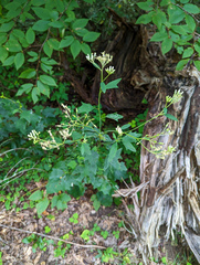 Arnoglossum