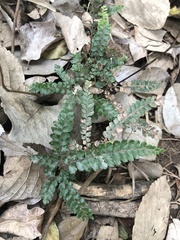 Adiantum hispidulum