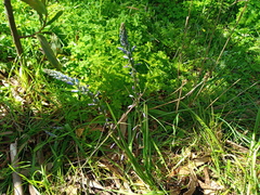 Caesia calliantha