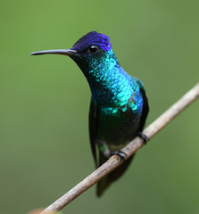 Chrysuronia oenone