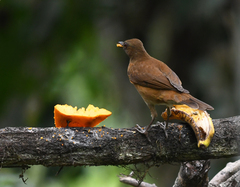Turdus hauxwelli