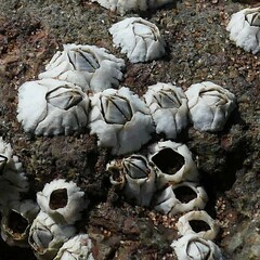 Semibalanus balanoides