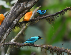 Dacnis cayana