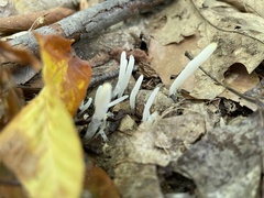 Clavaria fragilis