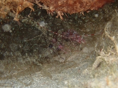 Alpheidae