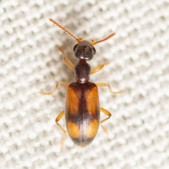 Anthicidae