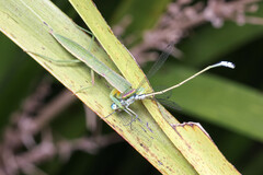 Ischnura heterosticta