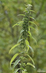 Urtica gracilis